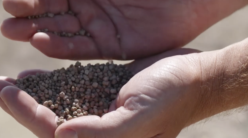 Pouring fertilizer granules from one hand to another.
